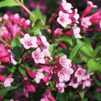 Вейгела Минуэт Вейгела Минуэт фото