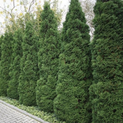 Туя западная Холмструп Туя западная Холмструп фото