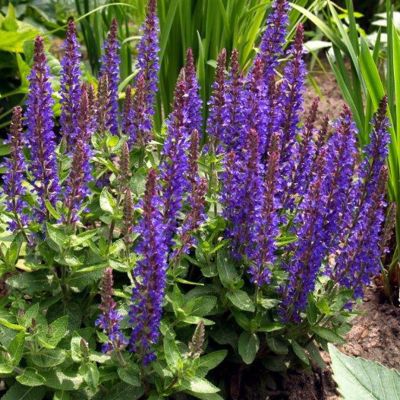 Шалфей Сенсейшн Компакт Виолет Шалфей Сенсейшн Компакт Виолет - Dolina-Sad.Ru