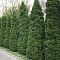 Туя западная Холмструп Туя западная Холмструп фото