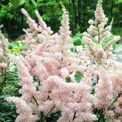 Астильба Дарвинс Сноу Спрайт Астильба Дарвинс Сноу Спрайт - Dolina-Sad.Ru