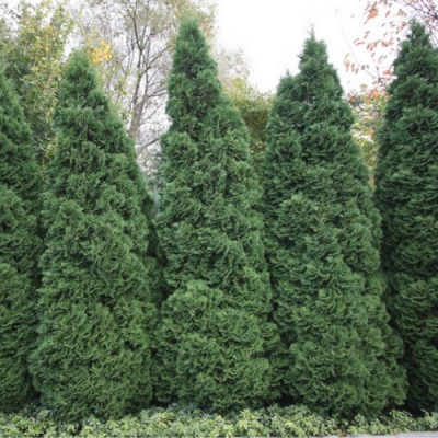 Туя западная Холмструп Туя западная Холмструп фото