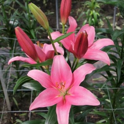 Лилия Индиан Саммерсет Лилия Индиан Саммерсет - Dolina-Sad.Ru