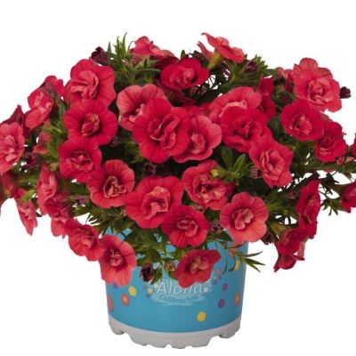 Калибрахоа Алоха Дабл Ред - Dolina-Sad.Ru