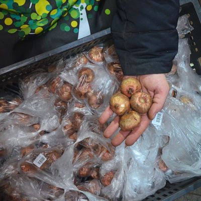 Гладиолус Москва Белокаменная Гладиолус Москва Белокаменная - Dolina-Sad.Ru