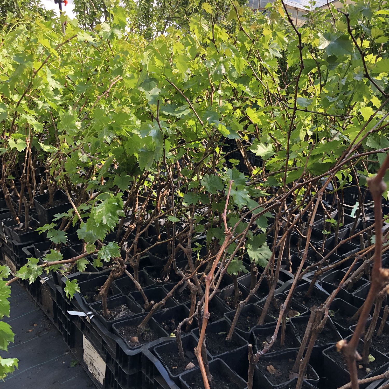 Виноград Супер Экстра Виноград Супер Экстра фото