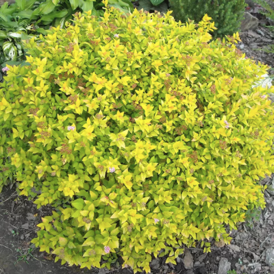 Спирея японская Голдмаунд, С3 Спирея японская Голдмаунд, С3 - Dolina-Sad.Ru