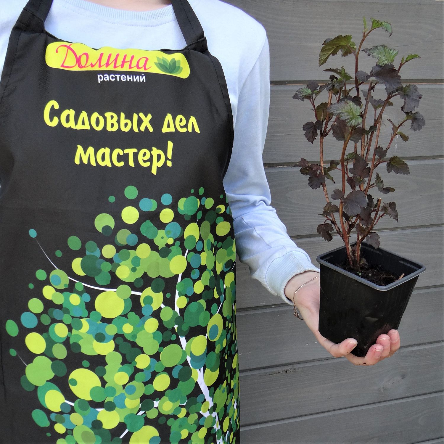 Пузыреплодник Краснолистный Дьябло, С1,5 Пузыреплодник Краснолистный Дьябло, С1,5 - Dolina-Sad.Ru