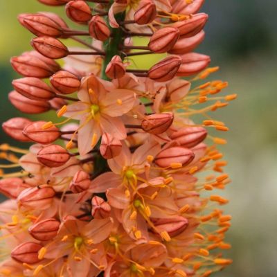 Эремурус Клеопатра Эремурус Клеопатра фото