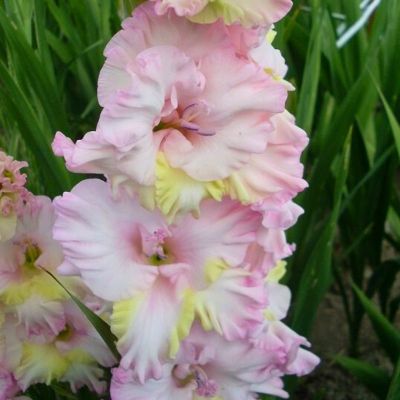 Гладиолус Владивосток - Dolina-Sad.Ru