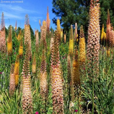 Эремурус гибридный Шелфорд - Dolina-Sad.Ru
